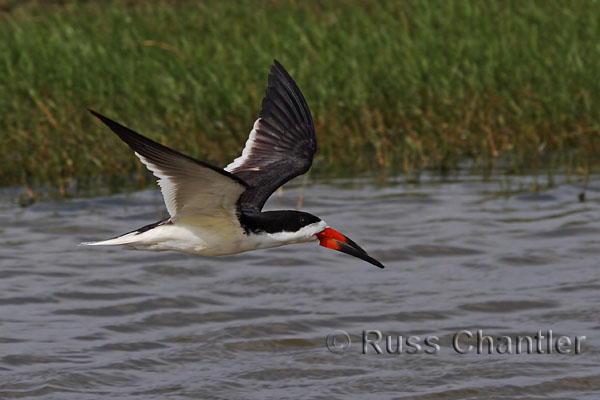 Black Skimmer © Russ Chantler